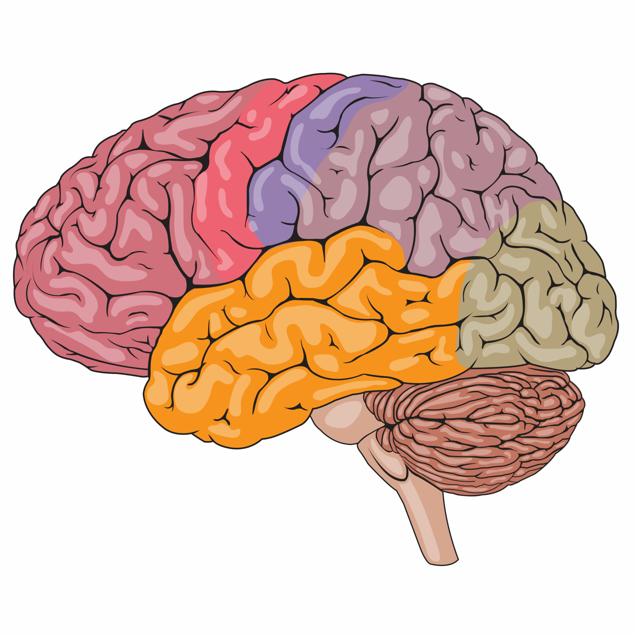 imagenes de un cerebro humano real